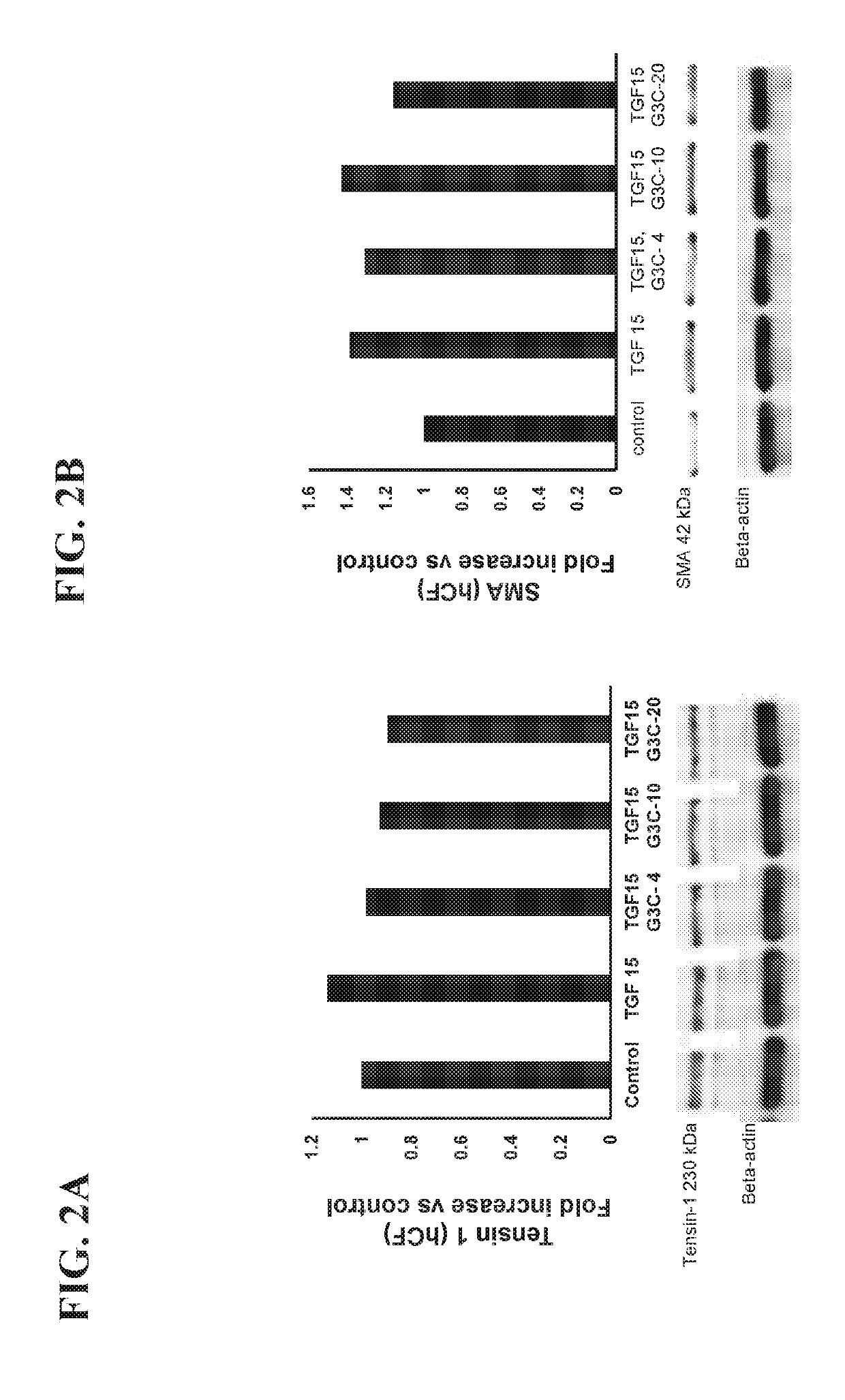 Methods and compositions for preventing and treating damage to the heart