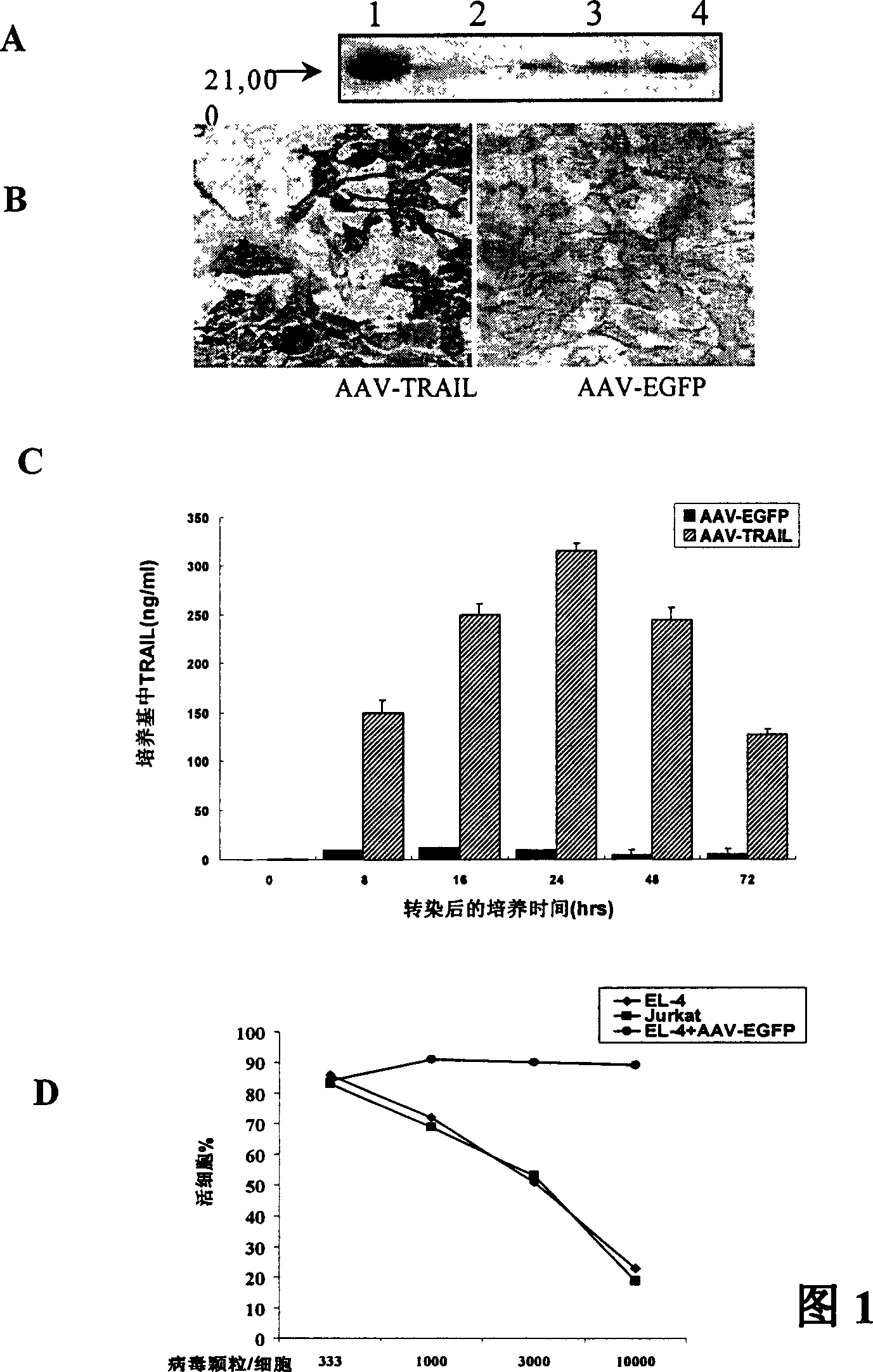 Recombination glant associated virus carrier induced TNF concerned cytonecrosis ligand peptide segment and its use