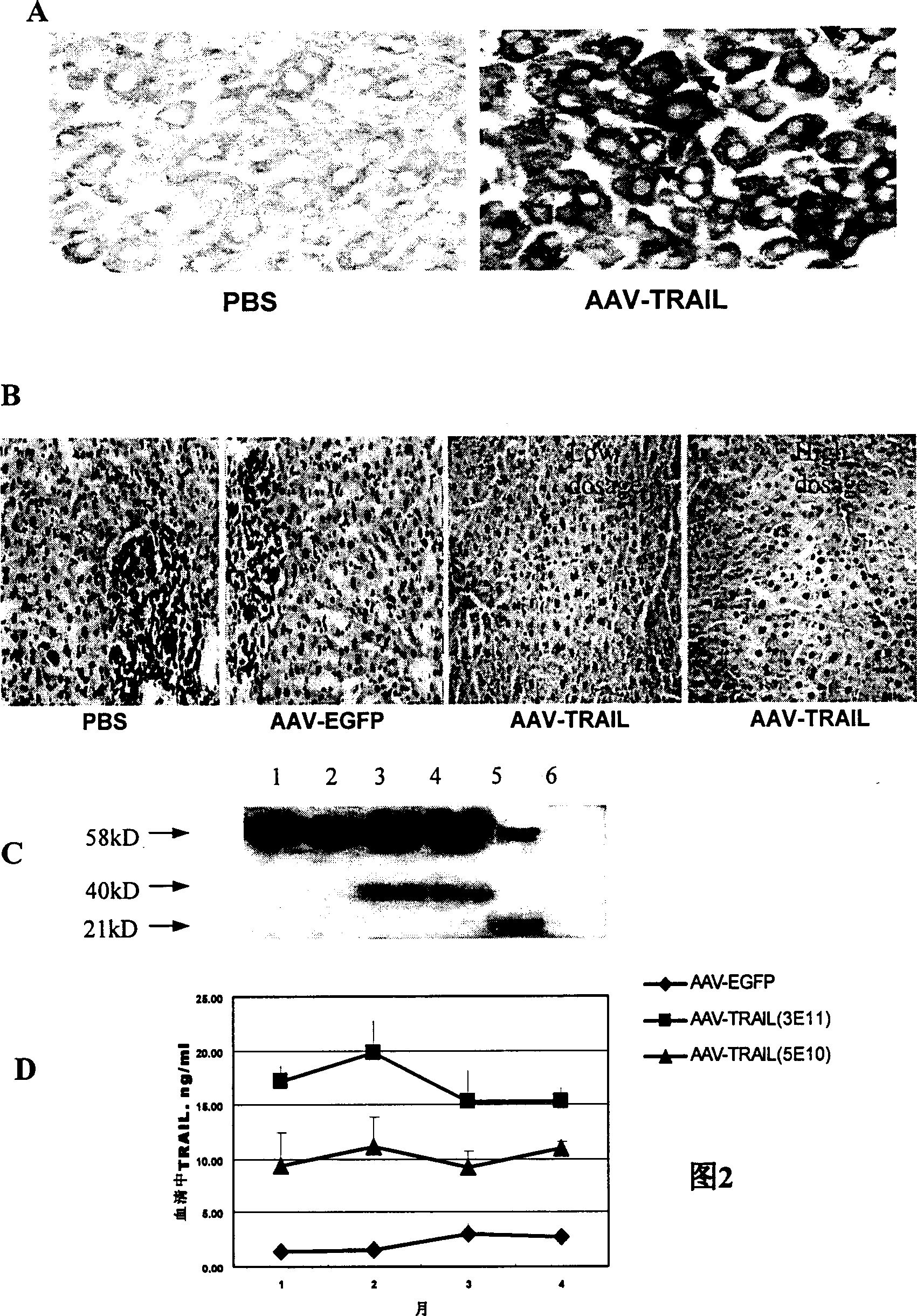 Recombination glant associated virus carrier induced TNF concerned cytonecrosis ligand peptide segment and its use