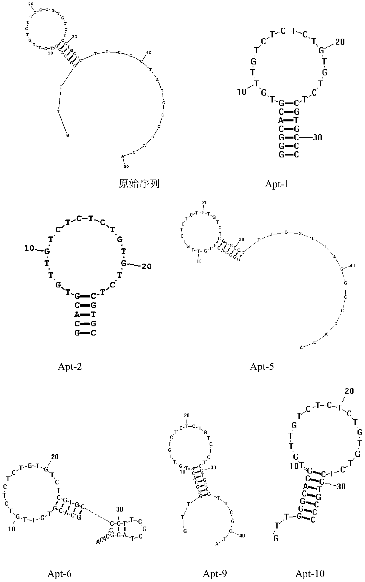 Aptamer capable of simultaneously recognizing aflatoxins B1, B2, G1 and M1 and application thereof