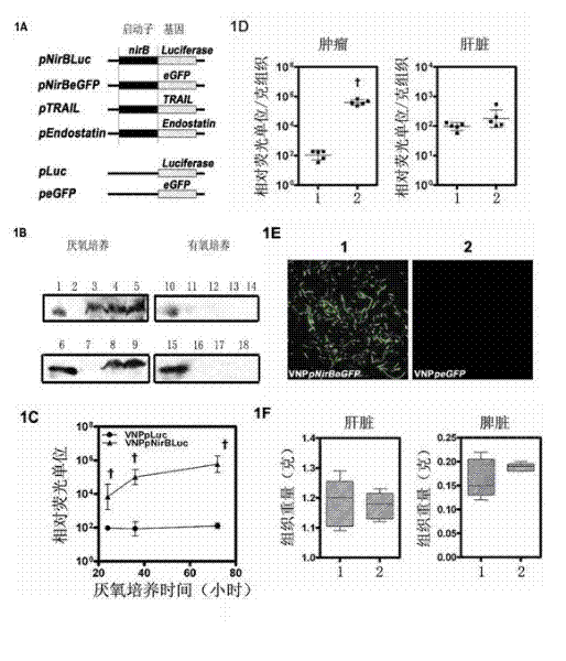 Therapeutic gene for anaerobic tissue targeting delivery and selectivity stabilization expression method and its application