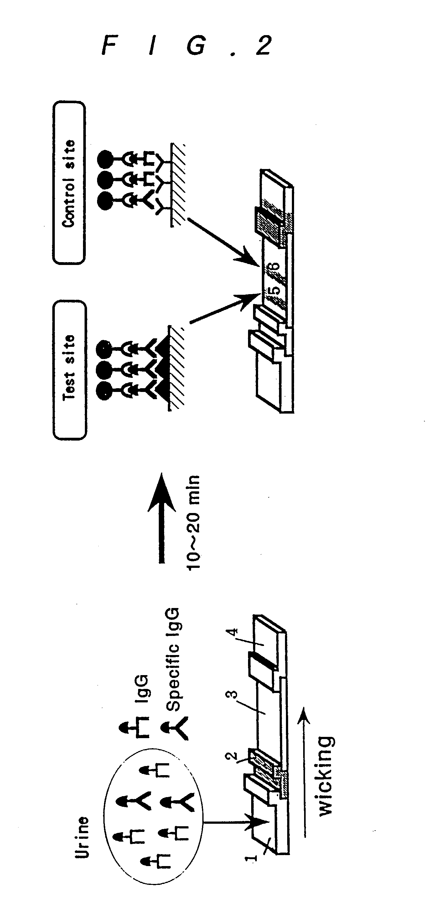 Method for assay of antibodies and antibody assay device