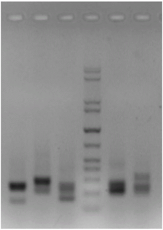 Library building kit for high flux detection of STR genetic markers