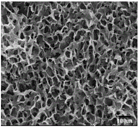 Mesoporous bioactive glass/lasiosphaera composite material, preparation and applications