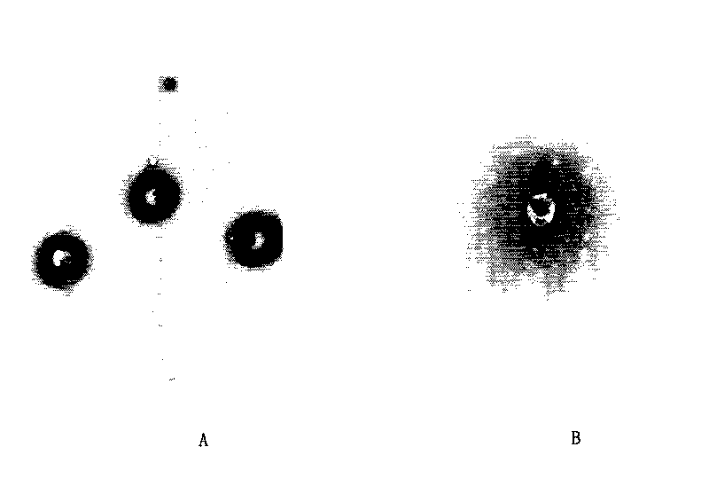 Vancomycin slow release microsphere with magnetic filed compliance and preparation method thereof