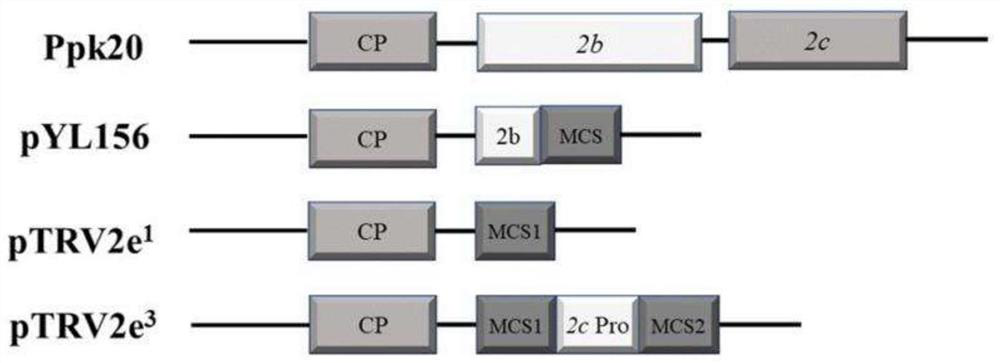 Construction method of vector for simultaneously expressing two foreign proteins by using tobacco rattle virus