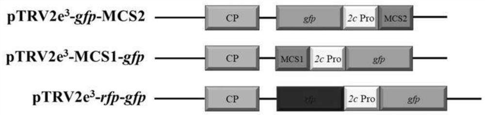 Construction method of vector for simultaneously expressing two foreign proteins by using tobacco rattle virus