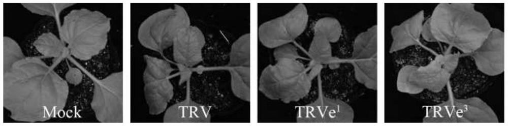 Construction method of vector for simultaneously expressing two foreign proteins by using tobacco rattle virus