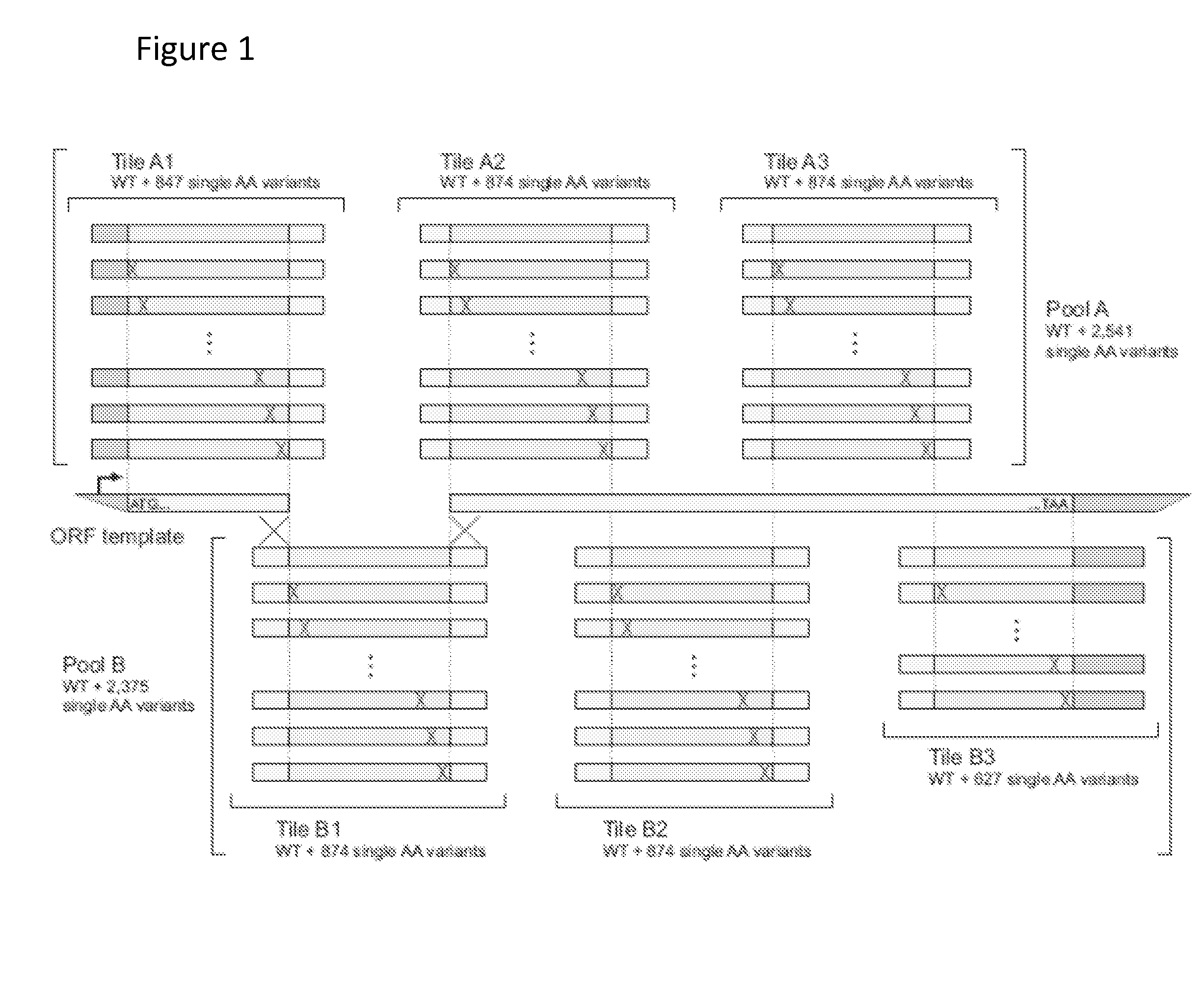 Methods for Generating Pools of Variants of a DNA Template