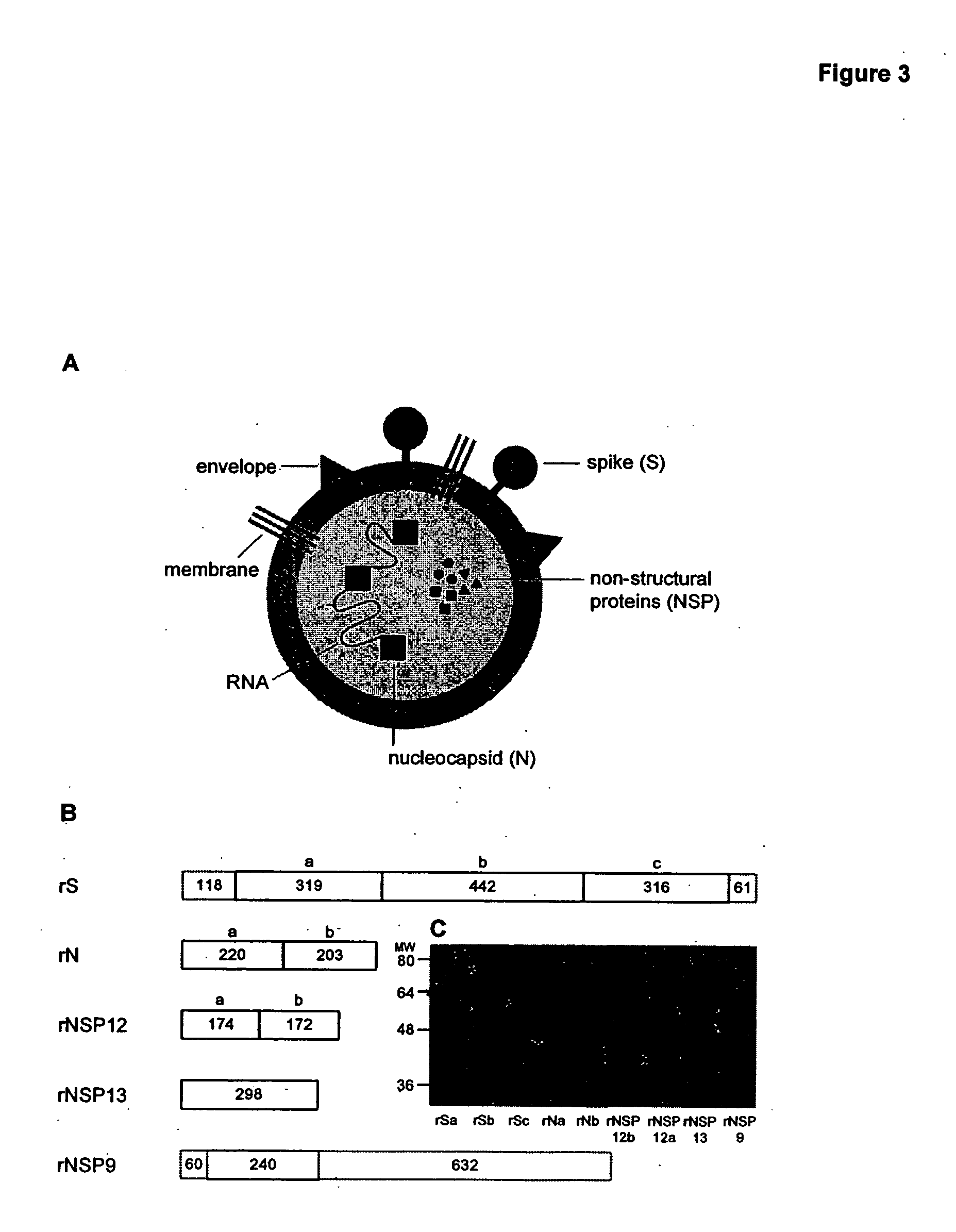 Compositions and methods for diagnosing and preventing severe acute respiratory syndrome (SARS)