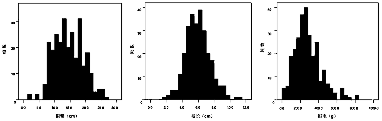 QTLs (quantitative trait loci) of related traits of radish fleshy root and their positioning method