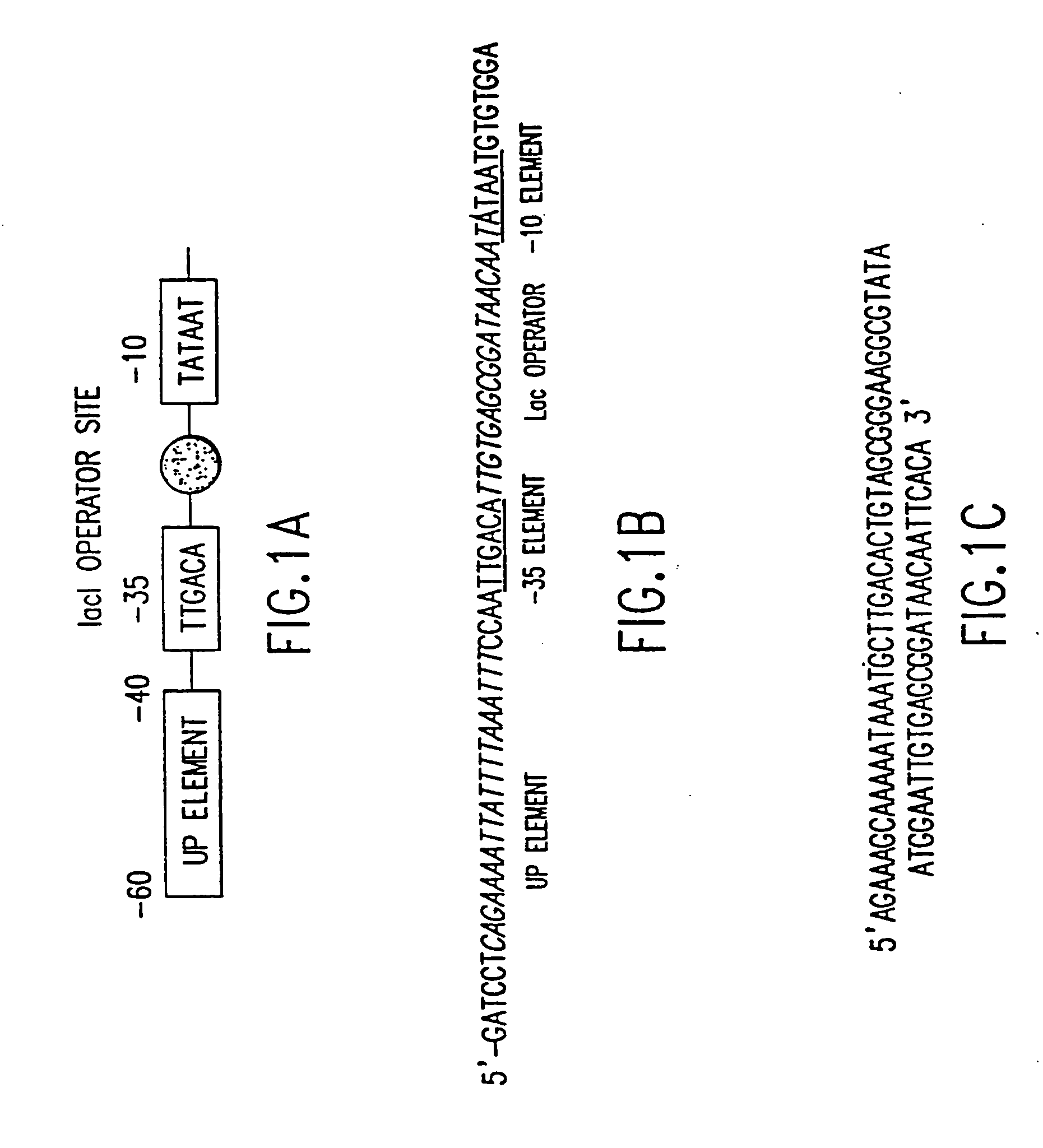 Tissue-specific and pathogen-specific toxic agents, ribozymes, dnazymes and antisense oligonucleotides, and methods of use thereof