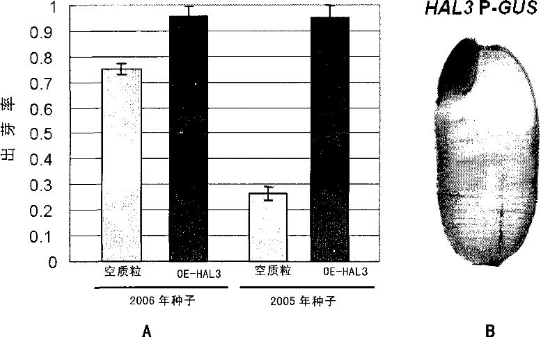 Rice flavoprotein gene and use