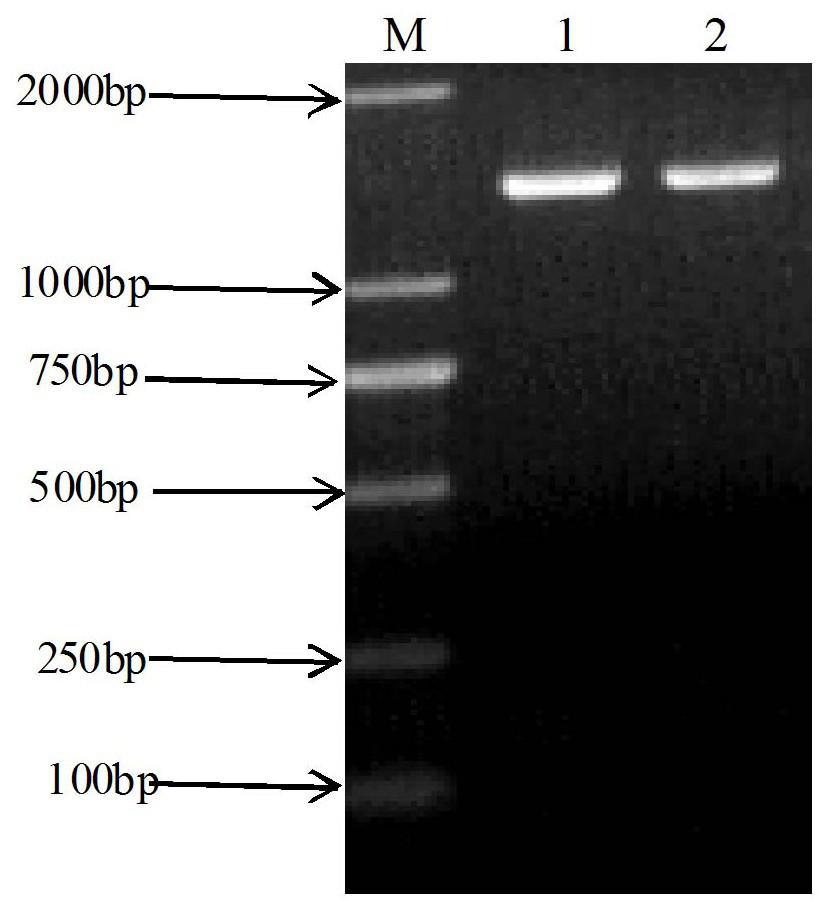 An Equine Streptococcus zooepidemicus strain xjmsy16-1 and its application in equine streptococcal disease vaccine