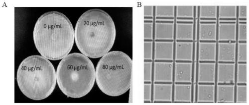 Cas9 gene knockout vector suitable for endophytic fungi A761 of Morinda officinalis, construction method and application thereof