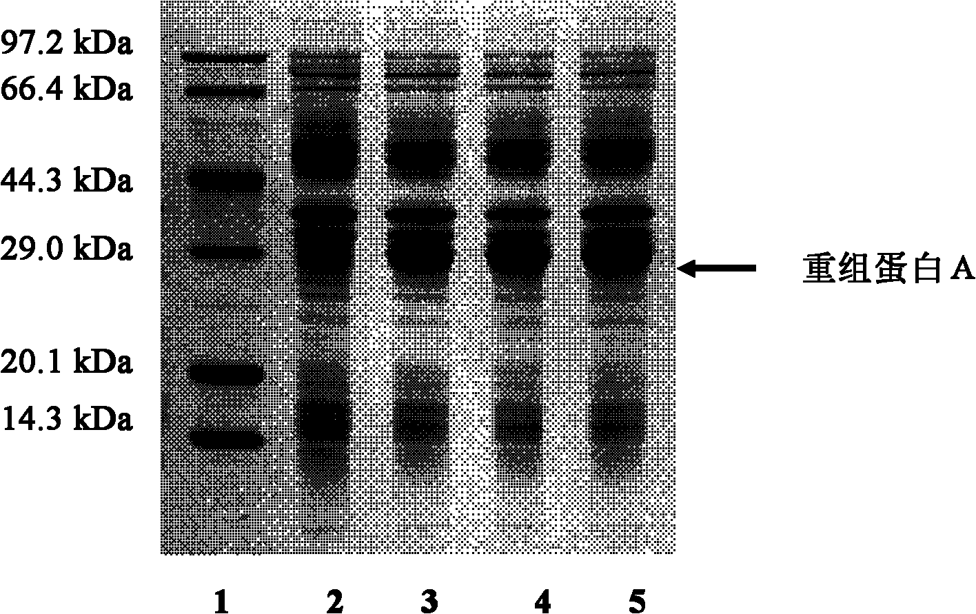 Method for producing recombinant protein A