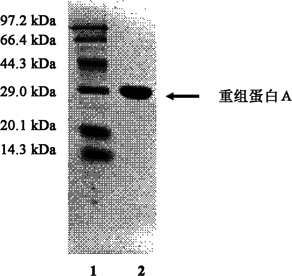 Method for producing recombinant protein A