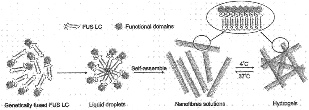 Multifunctional composite supermolecule nanofiber self-assembly system and application thereof
