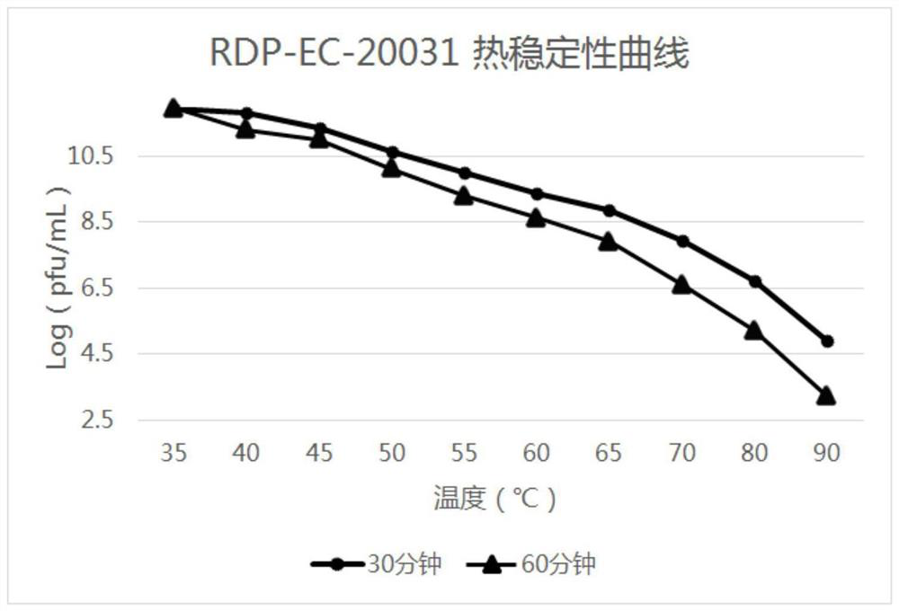 High-temperature-resistant Escherichia coli phage RDP-EC-20031 and application of high-temperature-resistant Escherichia coli phage RDP-EC-20031