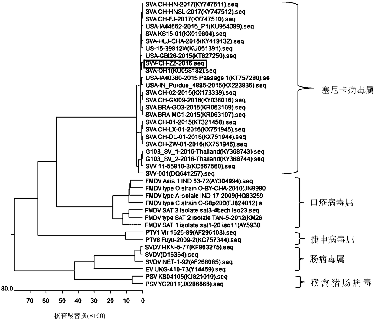 Whole genome sequence of Seneca valley virus SVV/CH/ZZ/2016 and amplification primer thereof