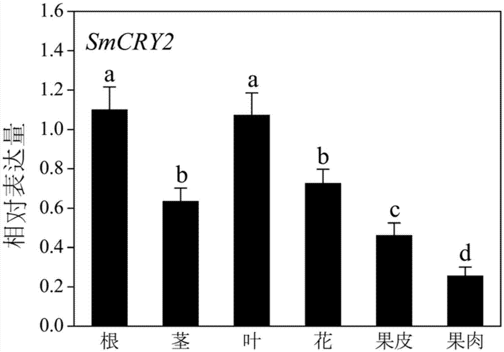 Eggplant cryptochrome gene SmCRY2 and application thereof