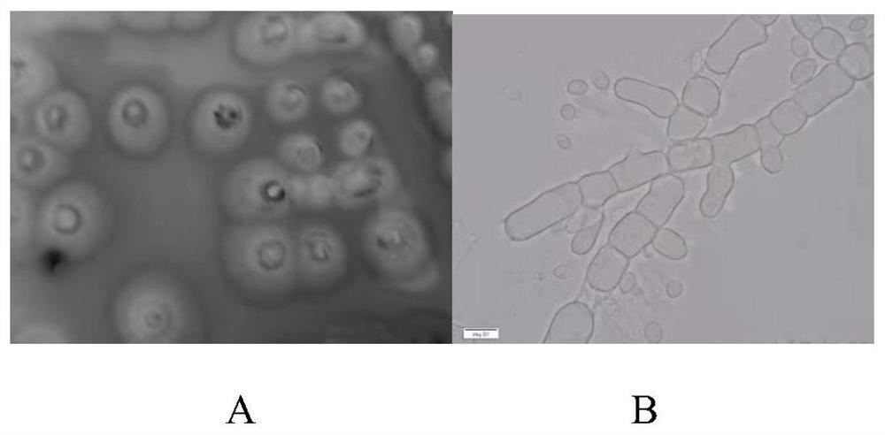 Fruity-flavor yeast, its screening method and its application in cigarettes