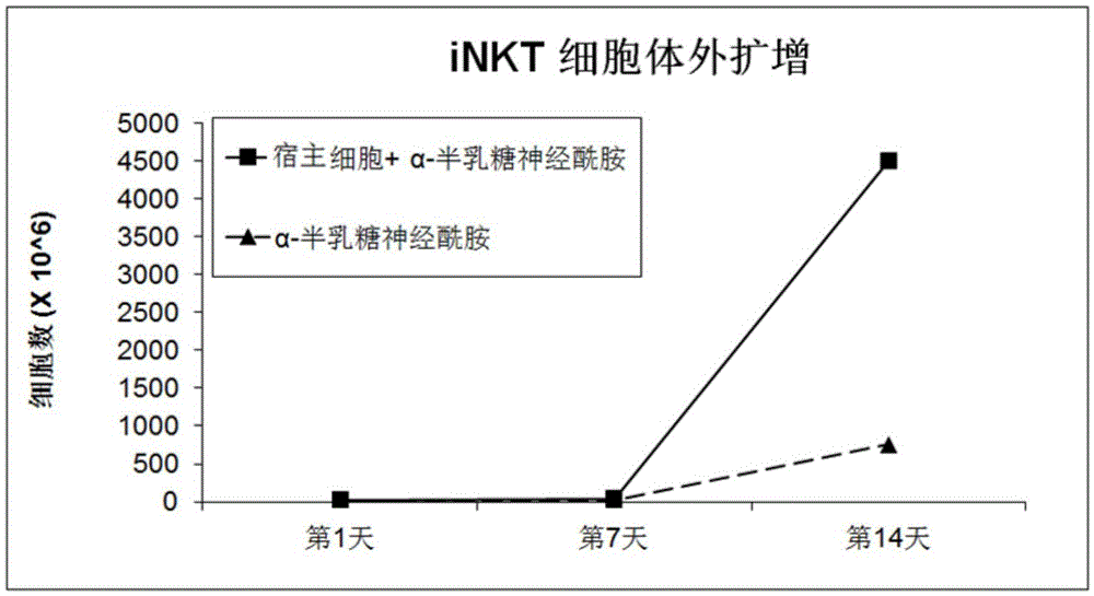 Amplification and activation method of iNKT (invariant natural killer T) lymphocyte