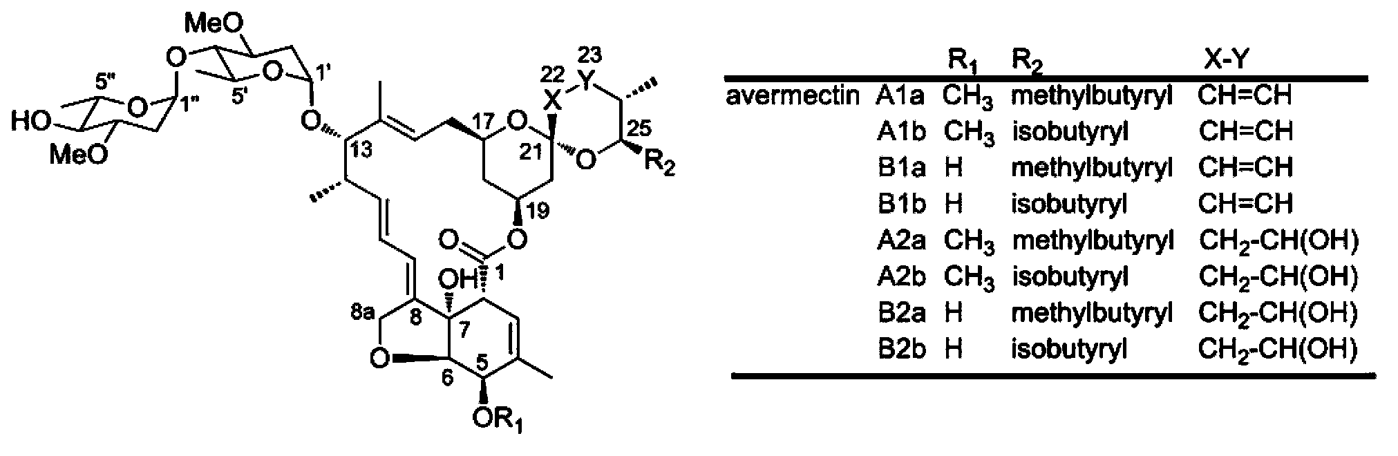 Avermectin producing bacteria and preparation method and application thereof