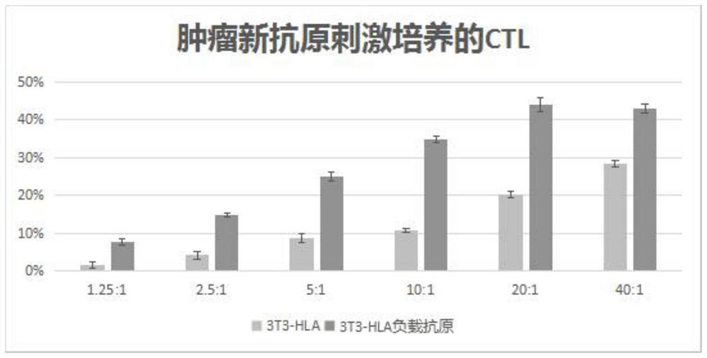 Breast cancer target antigen, CTL cell cultured by breast cancer target antigen in stimulated manner and application of CTL cell