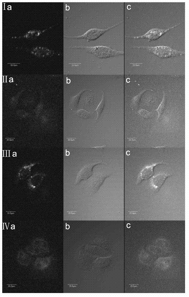 Single/double-photon acidic cell organelle fluorescent probe and application thereof