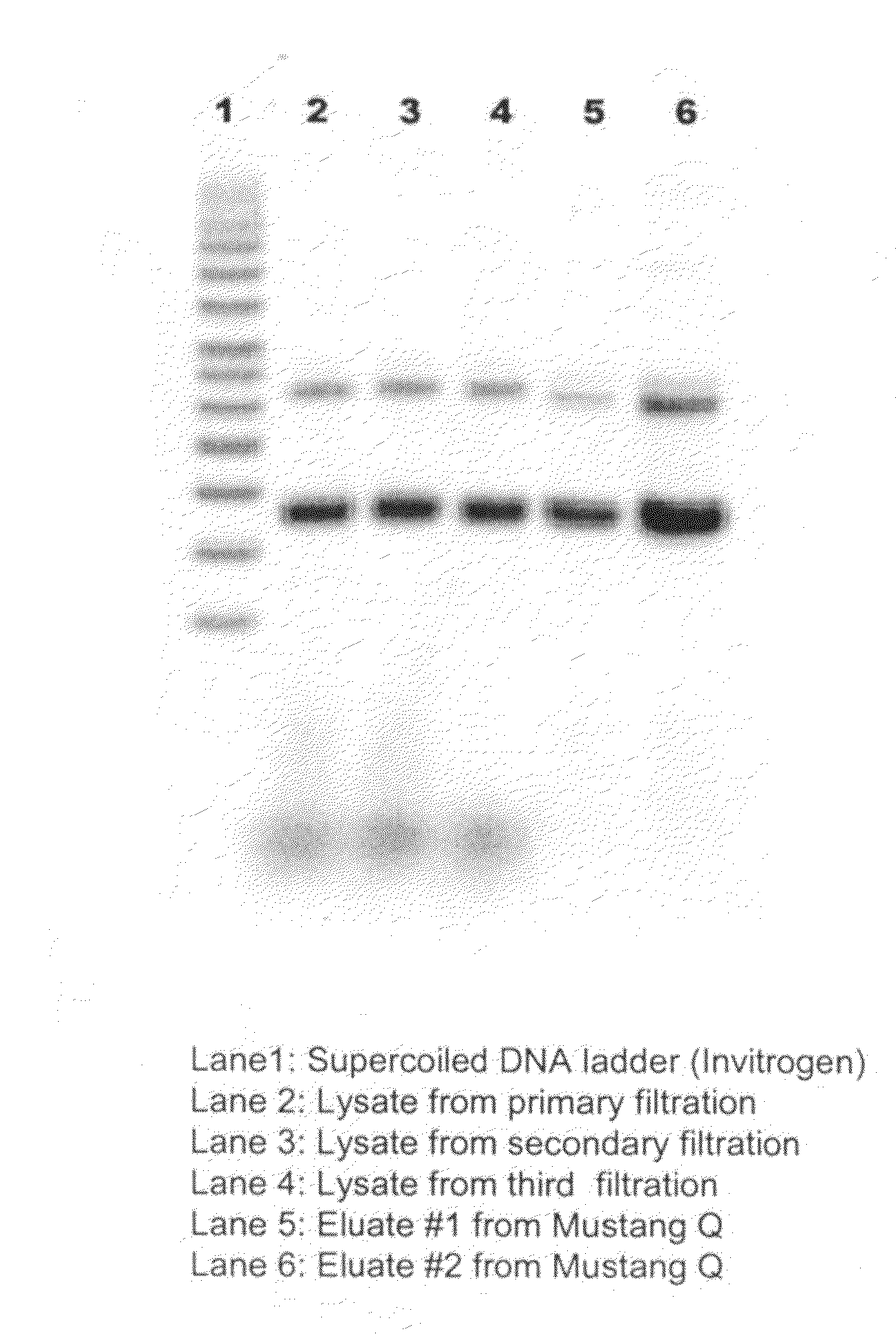 Compositions comprising high concentration of biologically active molecules and processes for preparing the same