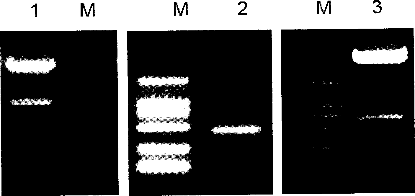 Production of anti-CD20 intrinsic antibody and its use