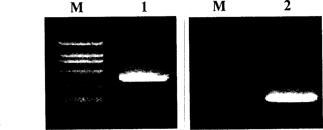 Production of anti-CD20 intrinsic antibody and its use