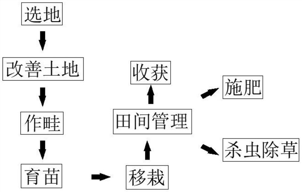 Standardized planting process of polygonatum sibiricum