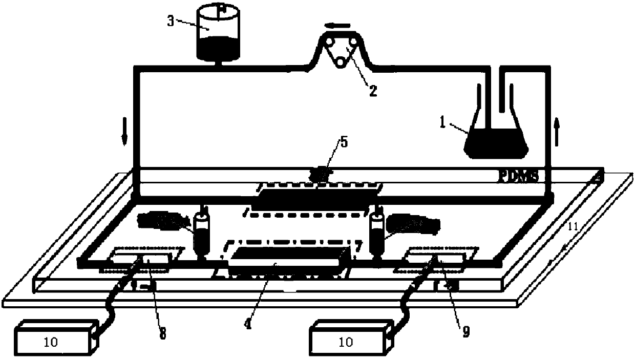 Aortic dissection blood flow shear force induces vascular cells to release inflammatory factors and affects the function of pulmonary epithelial cells using a microfluidic chip device