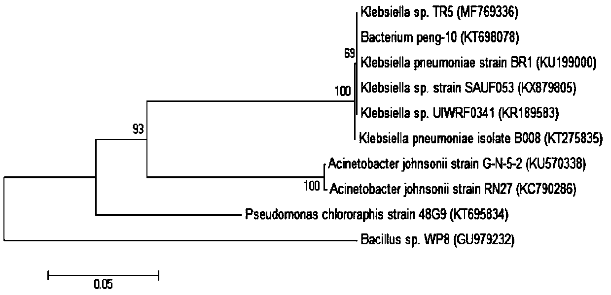 Tetracycline efficient degradation bacterium and application thereof