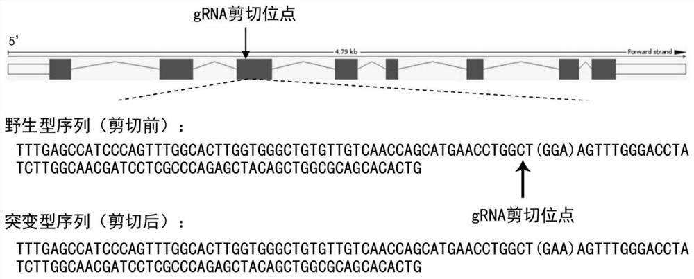 Construction method and application of glycogen accumulation disease Ib type gene point mutation mouse model