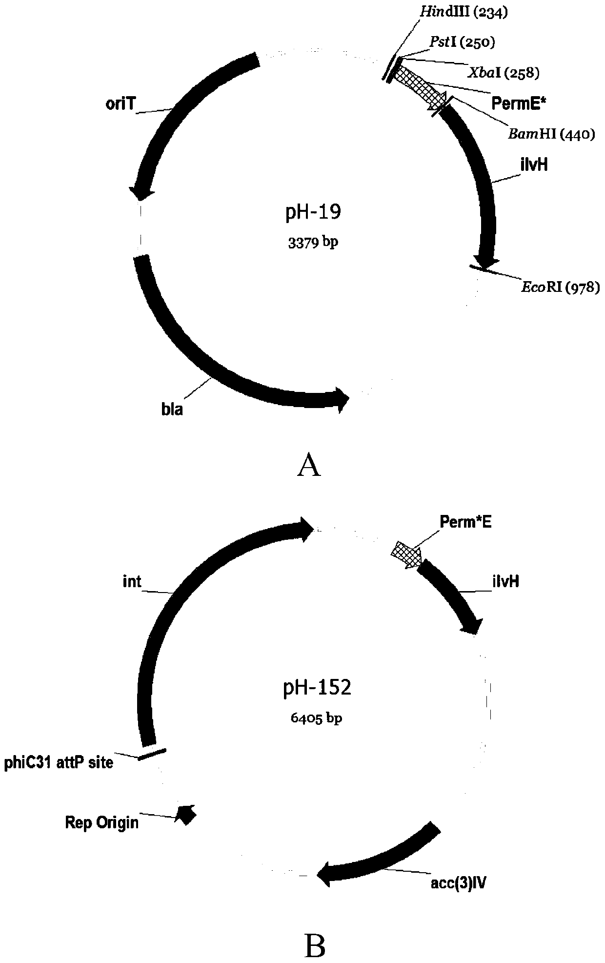 A kind of recombinant streptomyces, its construction method and the method for improving antibiotic production