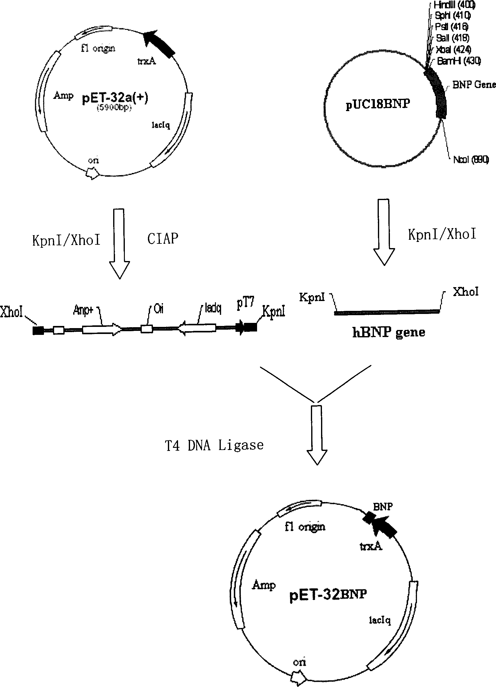 Recombinant a human peptide production method