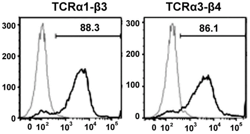 T cell prepared product having HER2 specific TCR (human epidermal growth factor receptor-2 specific TCR T cell receptor) and application of T cell prepared product