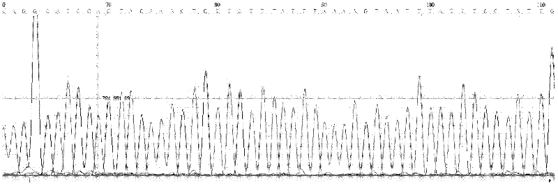 Reagent for eliminating mycoplasma contamination in cell culture and use method thereof