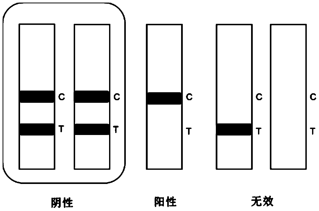 Vomitoxin fluorescence immunochromatography test strip as well as preparation method and application thereof