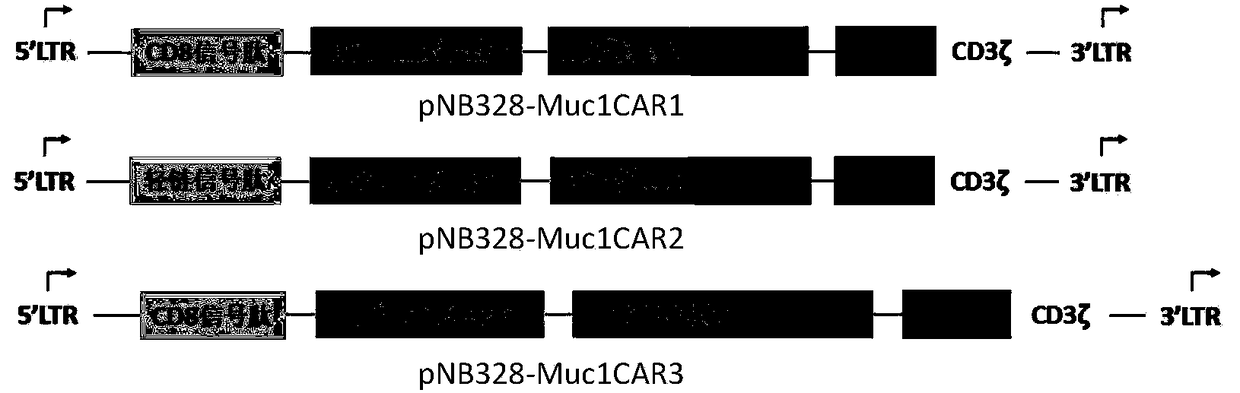 Targeting Muc1 type chimeric antigen receptor modified T cell and application thereof