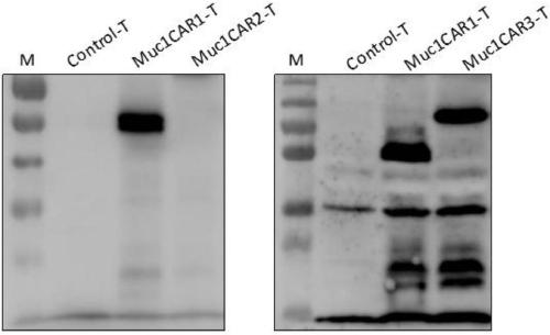 Targeting Muc1 type chimeric antigen receptor modified T cell and application thereof