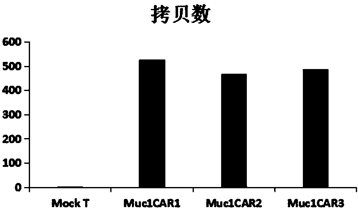 Targeting Muc1 type chimeric antigen receptor modified T cell and application thereof