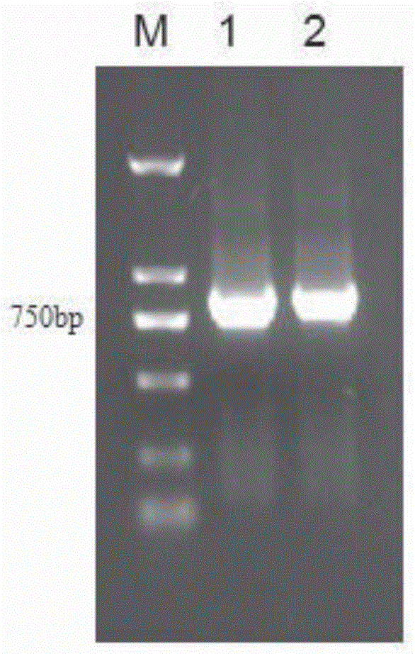 Preparation method and application of PD-1/CTLA-4 (programmed death-1/cytotoxic T lymphocyte antigen-4) bispecific antibody