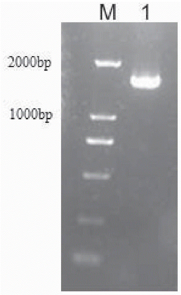 Preparation method and application of PD-1/CTLA-4 (programmed death-1/cytotoxic T lymphocyte antigen-4) bispecific antibody