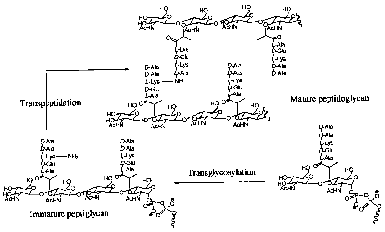 A class of vancomycin derivatives, its preparation method and its application in antibacterial