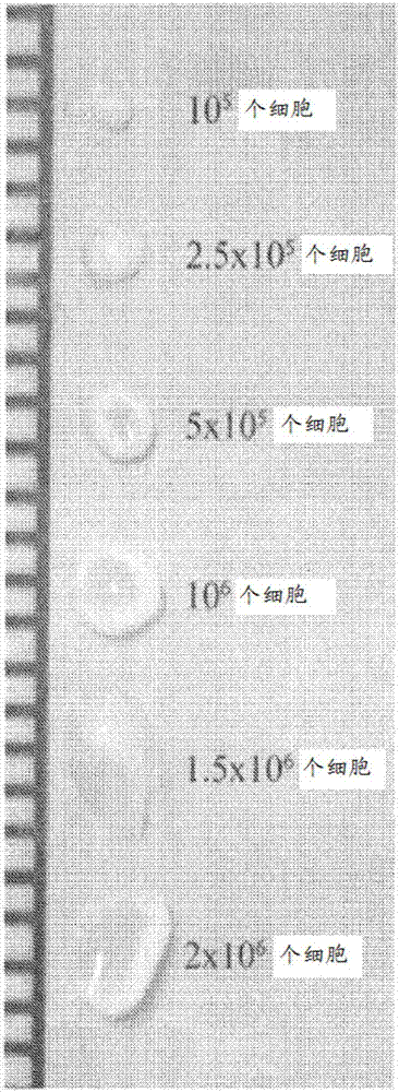 Engineering mechanically functional human cartilage and method of making same