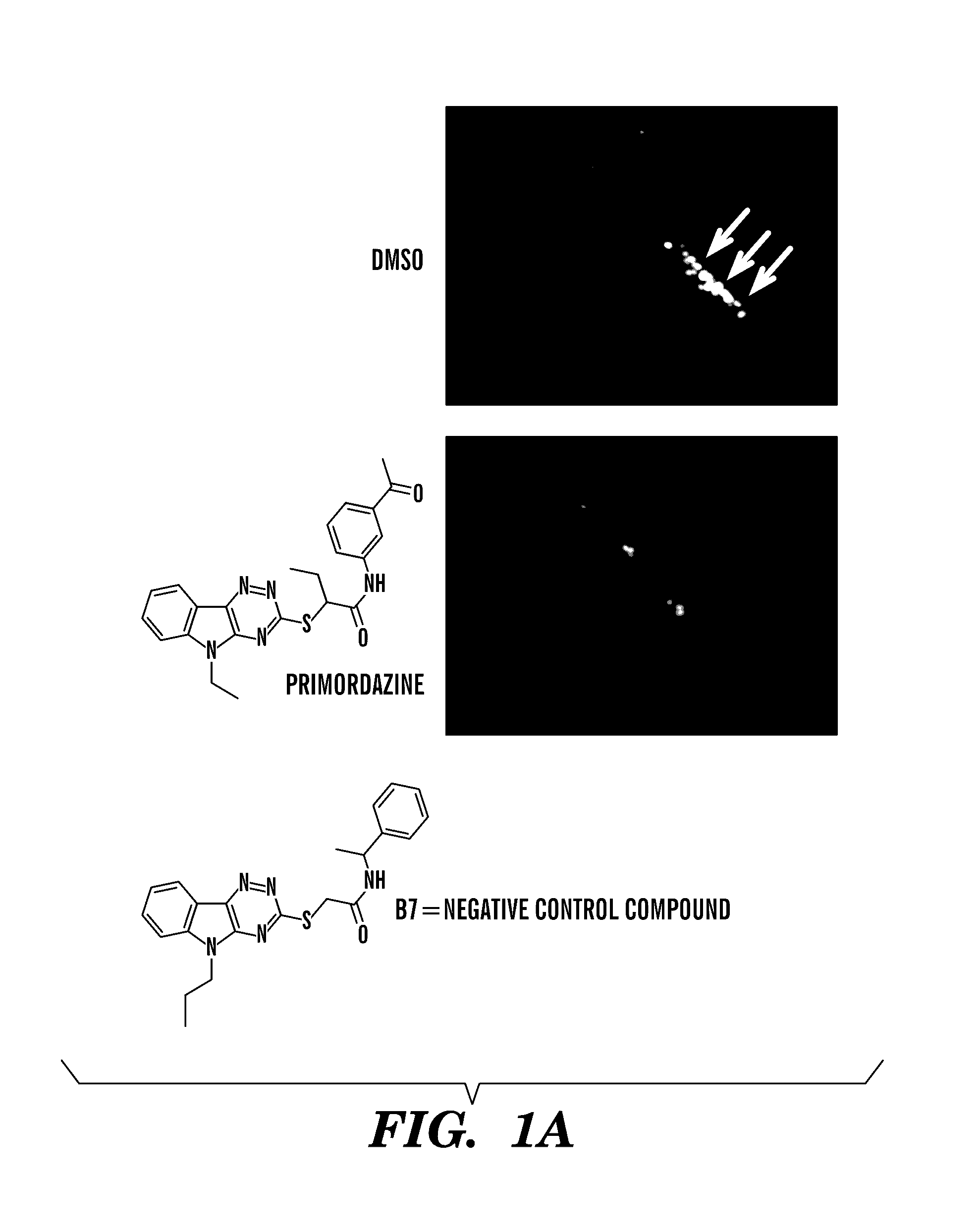 Germ cell ablation compounds and uses thereof